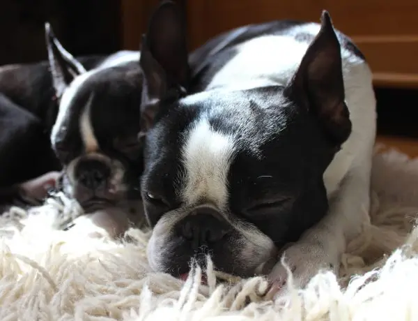 male and female boston terriers