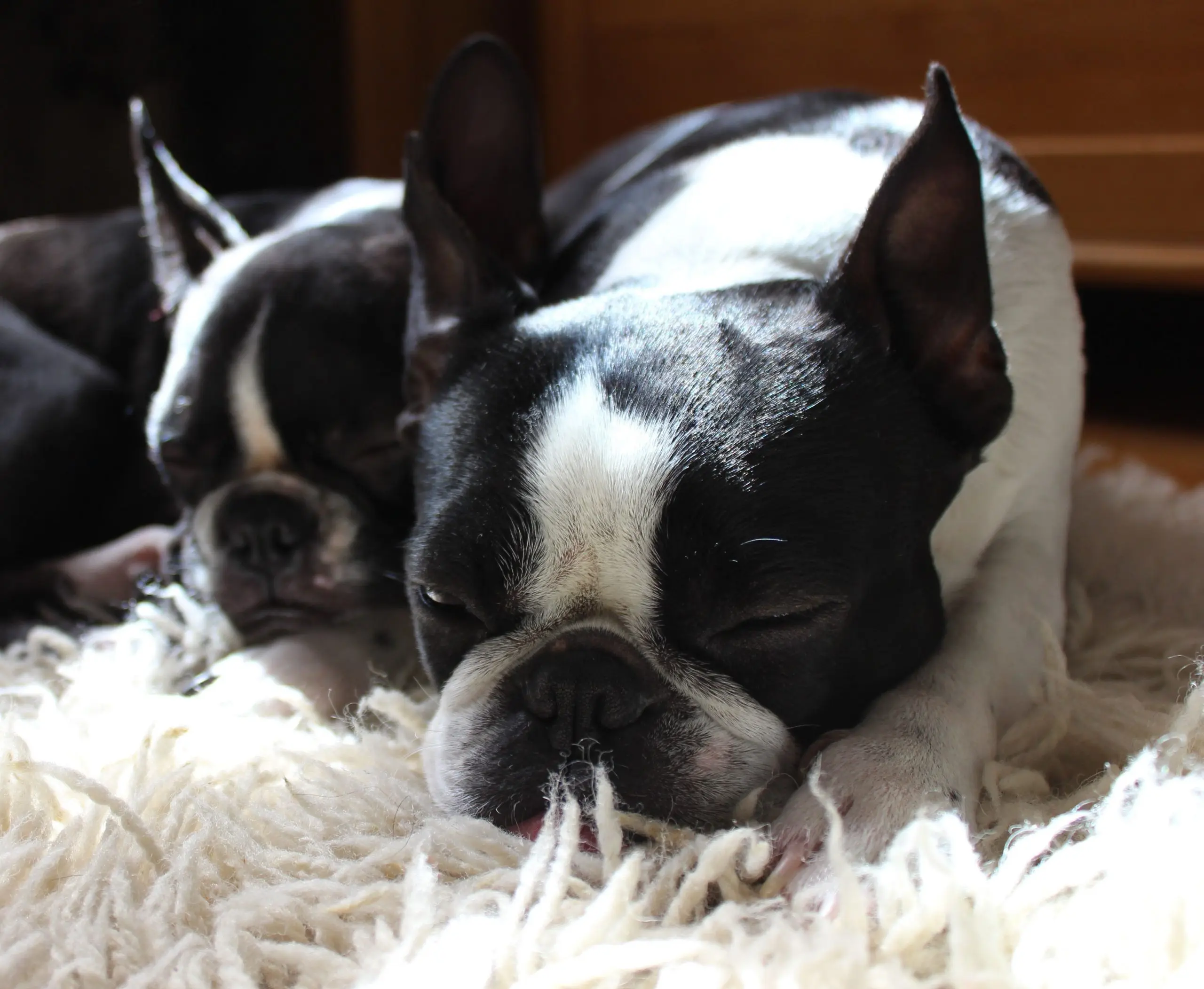 two-boston-terriers | EtcPets