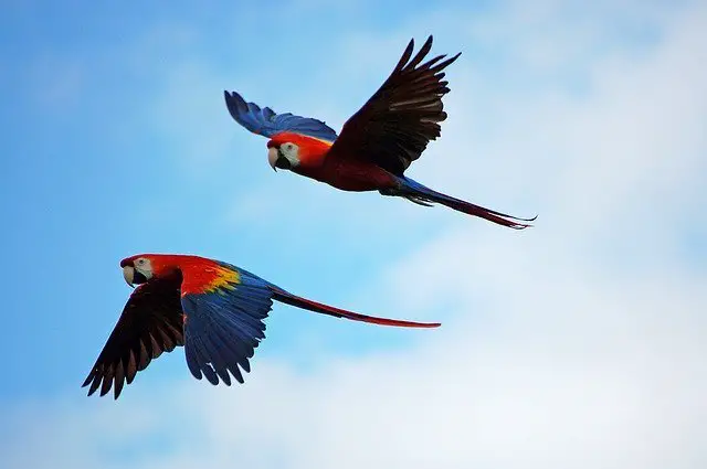 Two flying scarlet macaws
