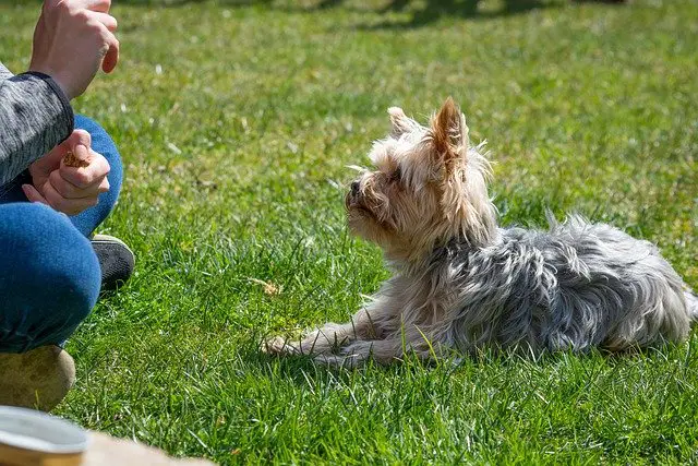 Yorkie lying down for a treat