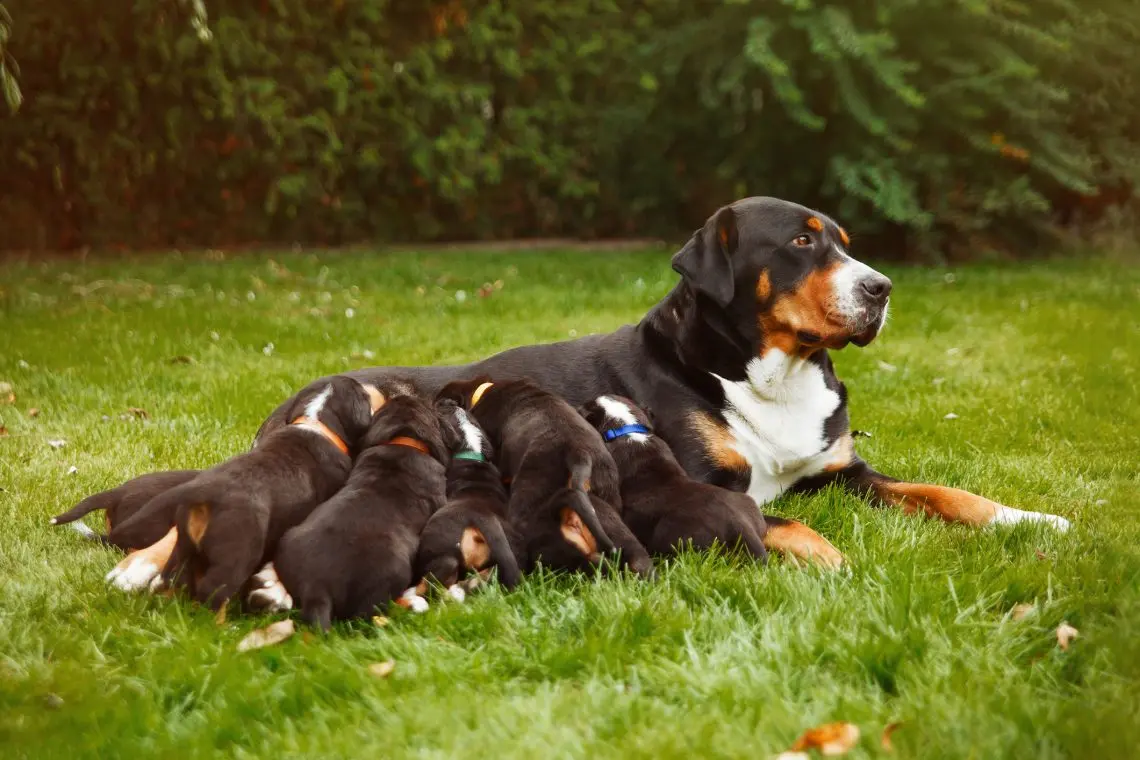 bernese mountain dog nursing young puppies