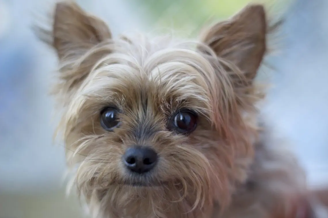A small breed dog (yorkshire terrier) that is senior and missing teeth