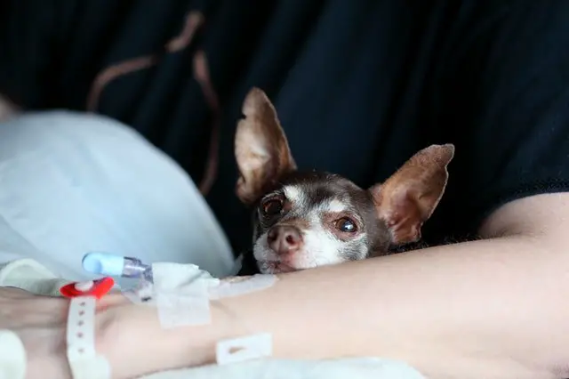 Chihuahua with man in hospital
