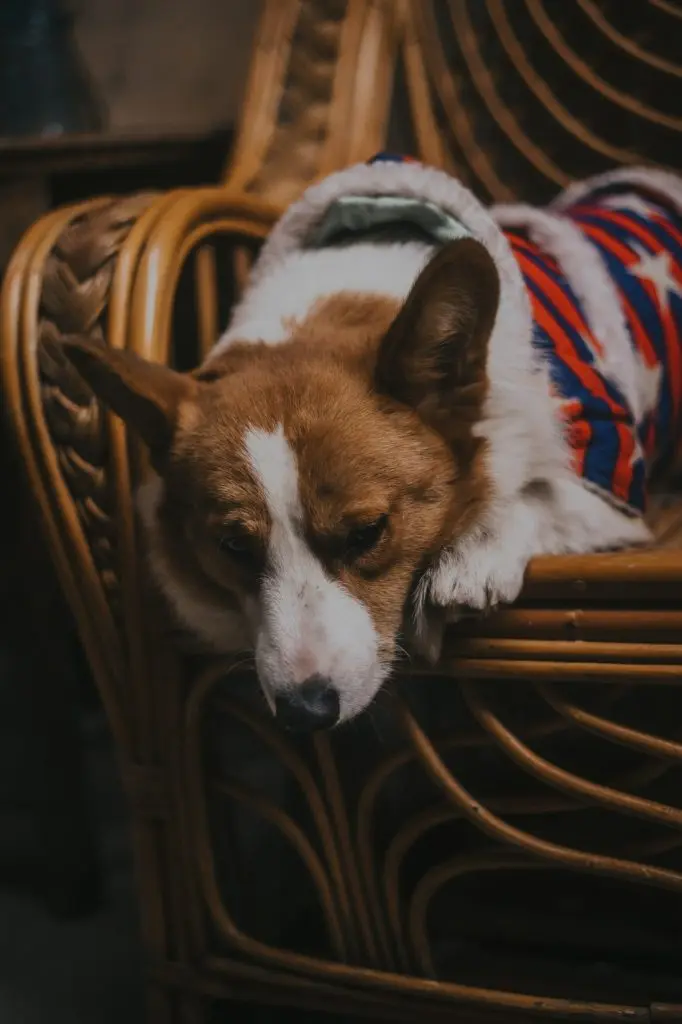 corgi sitting on a chair with a warm winter coat on
