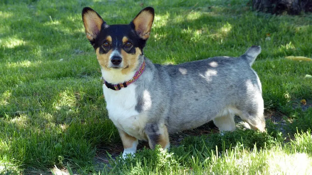 image of a shaved tri-color corgi