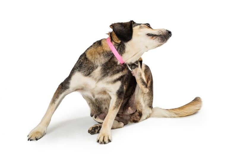 Can Pregnant Dogs Wear Flea Collars