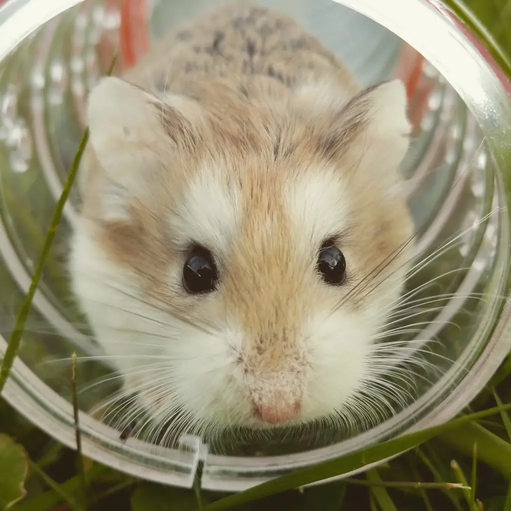 dwarf hamster close up