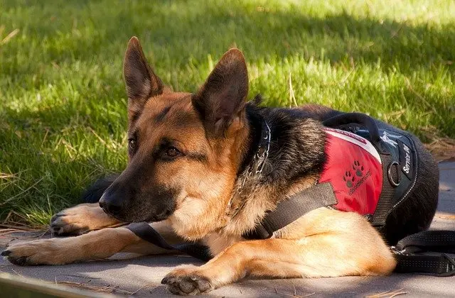 German Shepherd service dog lying down