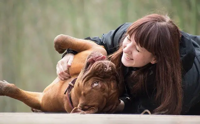 Girl playing with a Dogue De Bordeaux