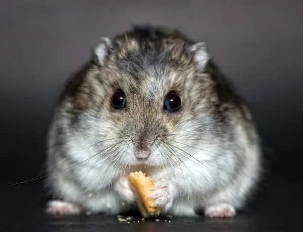 grey and white hamster eating