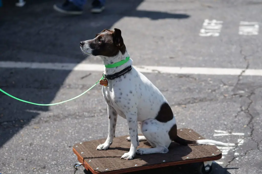 Little dog on a leash doing a stay