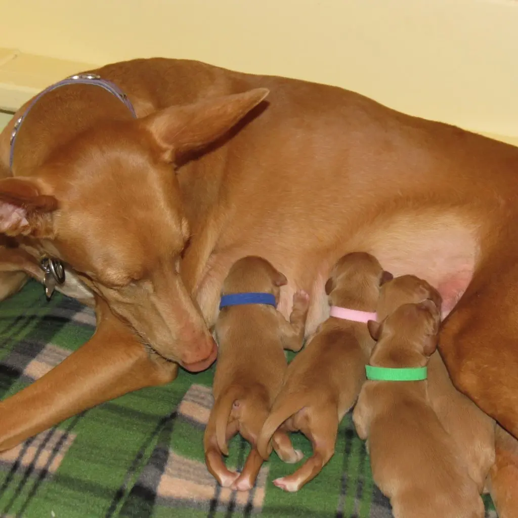 pharoah hound nursing young puppies