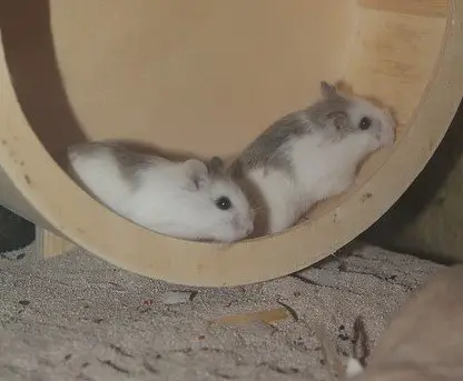 two roborovski hamsters