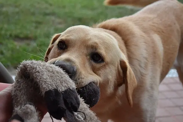 Labrador Retriever tugging on a toy