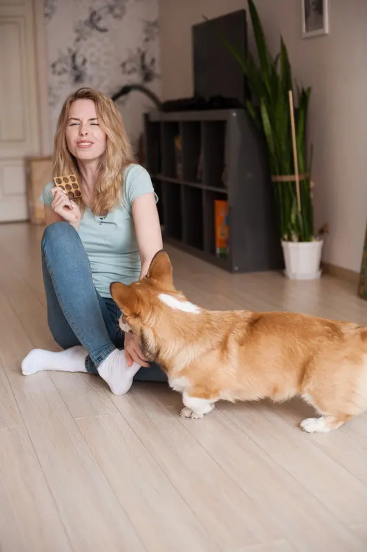 A Corgi nipping a ladies foot