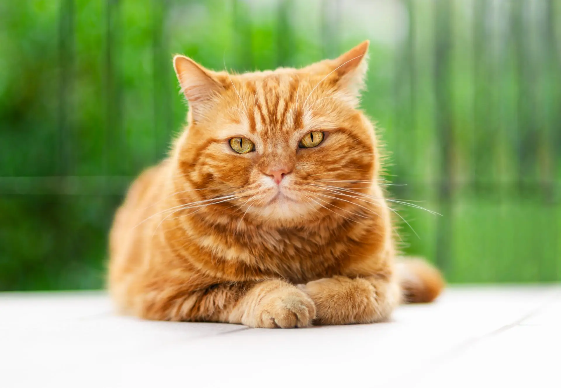 are orange tabby cats friendly