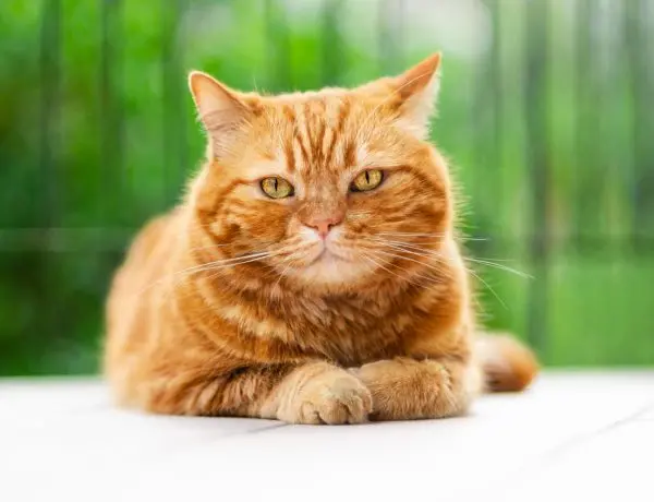 a friendly looking orange tabby cat