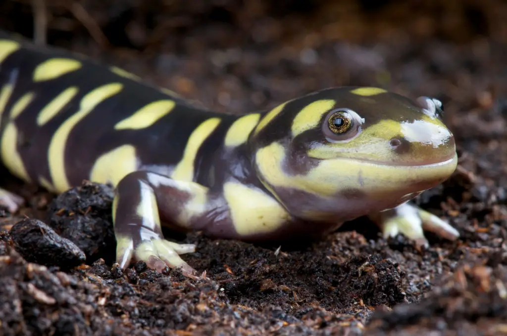 a tiger salamander with black and yellow stripes