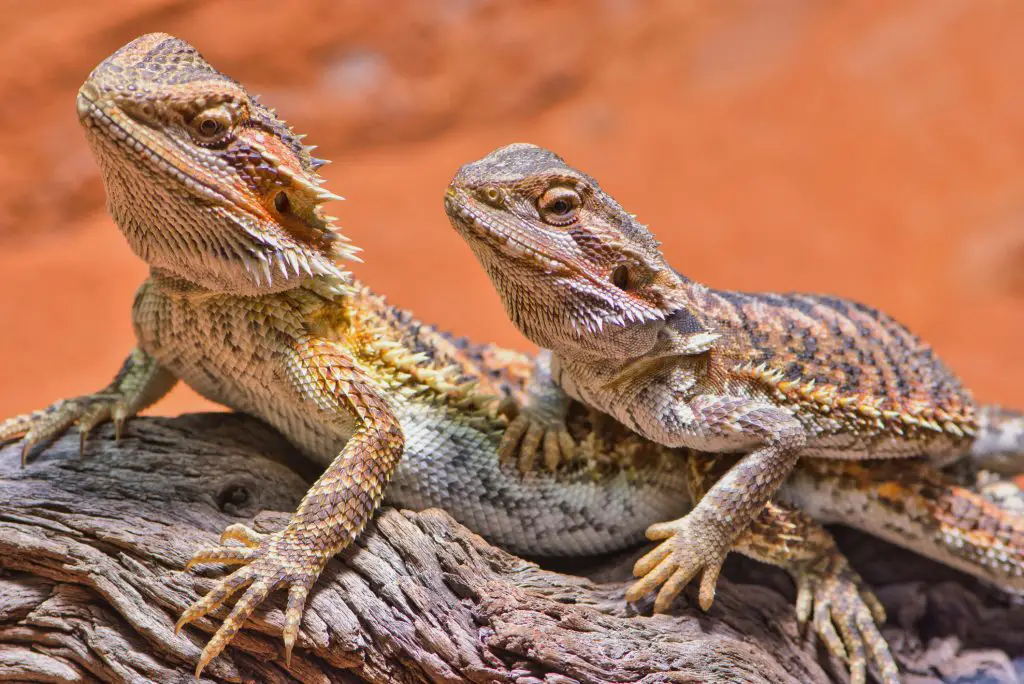 two adult bearded dragons in the same tank