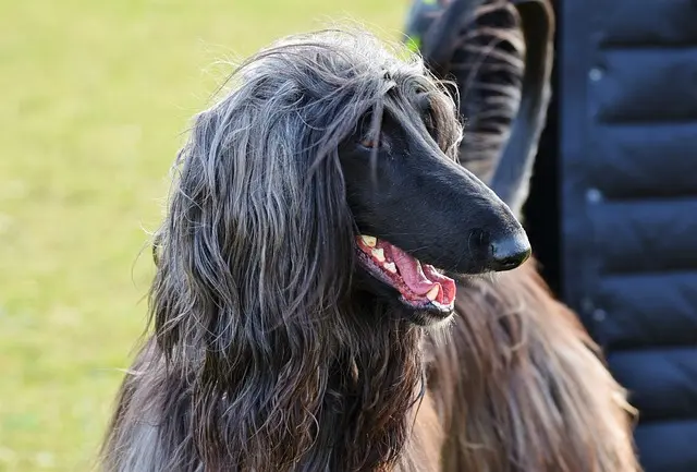 Afghan-hound-head-shot
