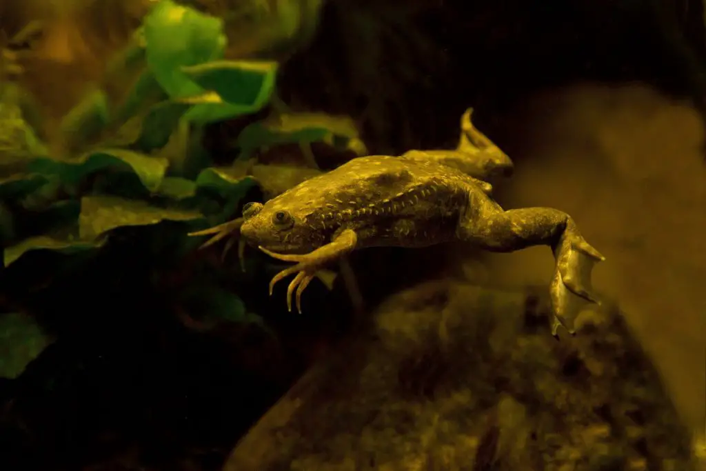 An African Clawed Frog swimming in his tank