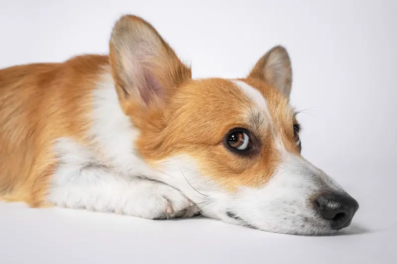 A Corgi showing he is paying attention