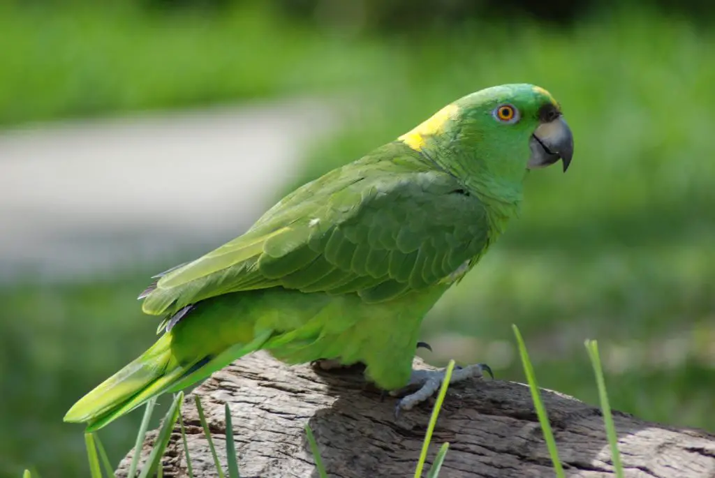 a close-up of an amazon parrot sitting on a log