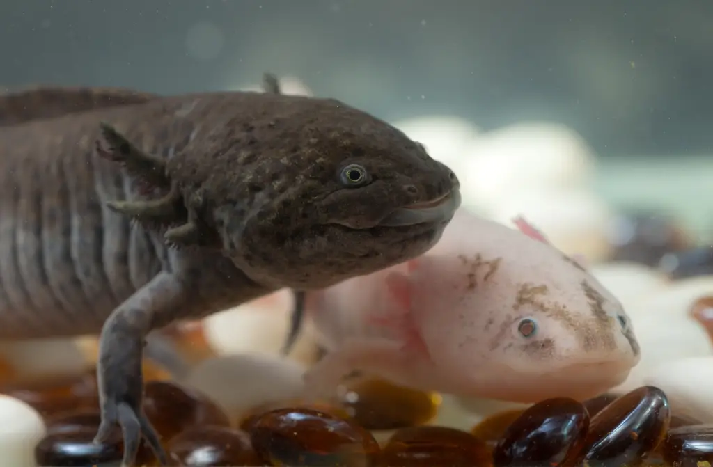 two Axolotls swimming together.  One white and one brown