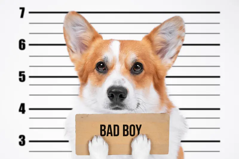 A bad Corgi mugshot