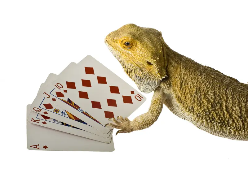 spending time and playing a card game with a bearded dragon