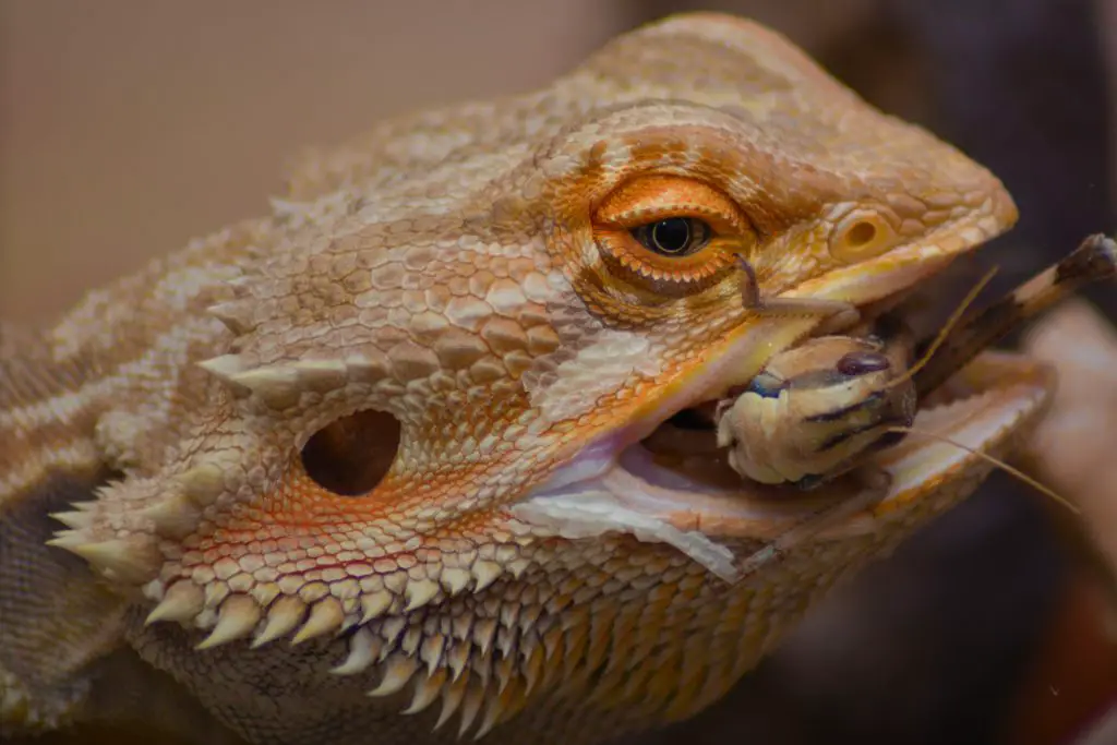 an adult bearded dragon eating a live grasshopper