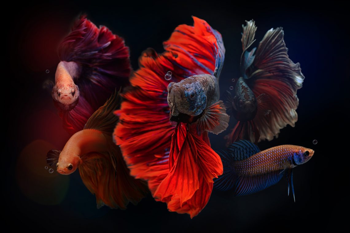 a group of bettas in a tank