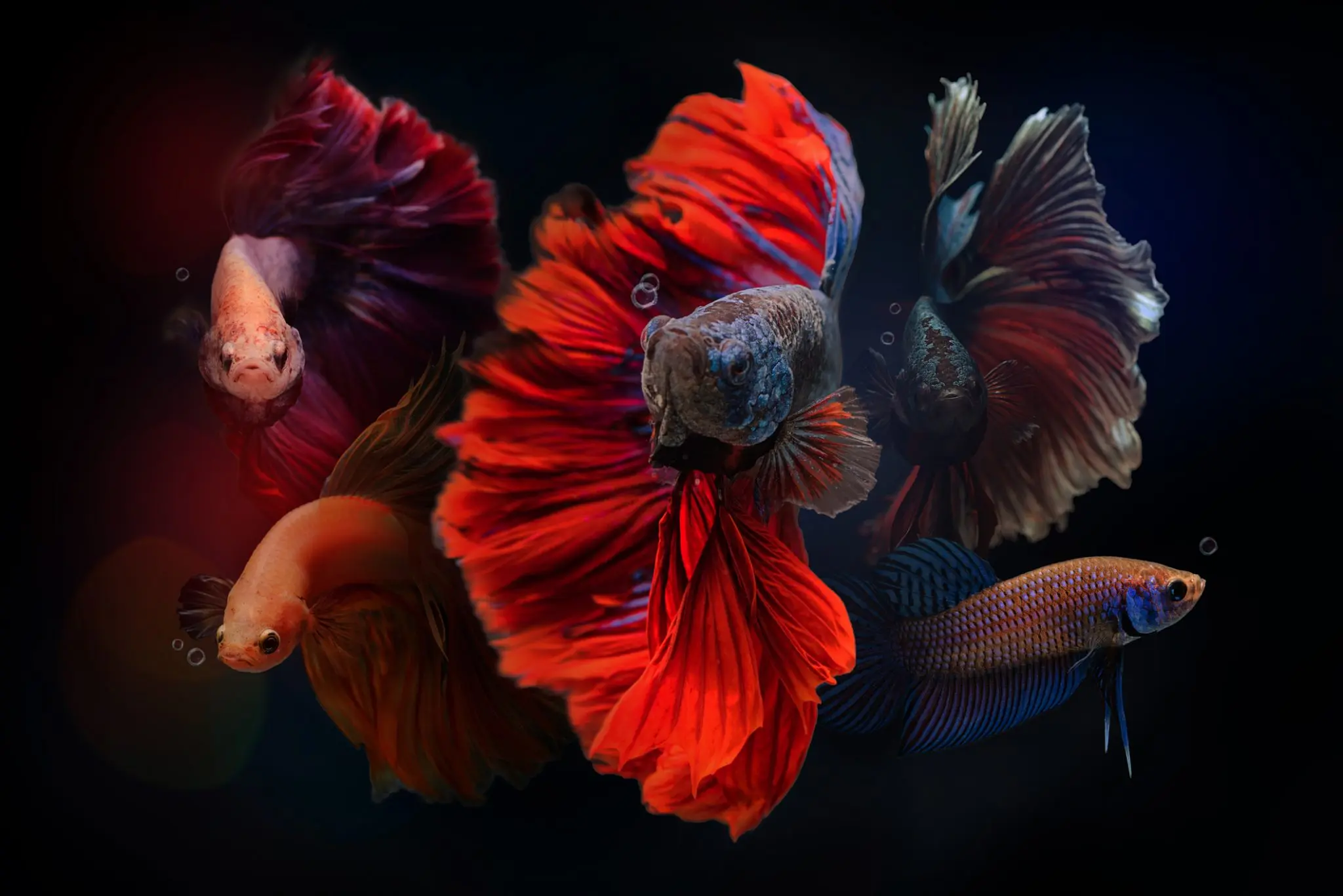 Can Betta and Neon Tetra Live Together? | EtcPets