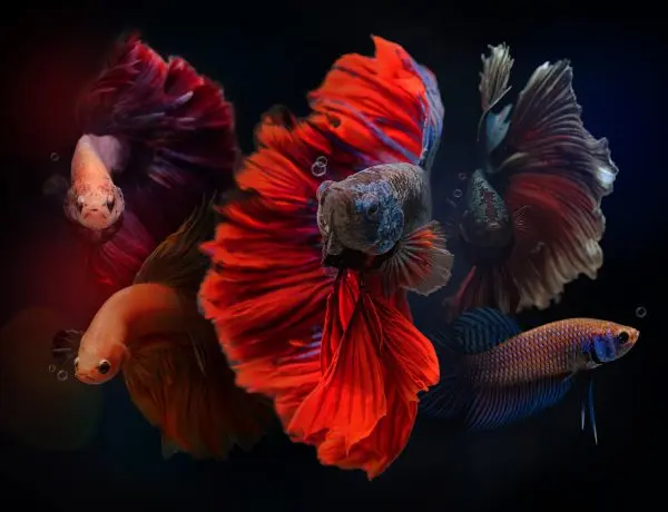 a group of bettas in a tank