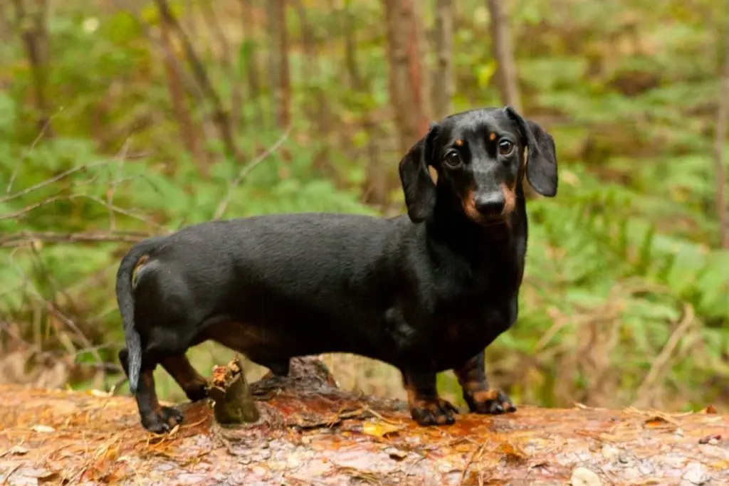 smooth coat dachshund in woods