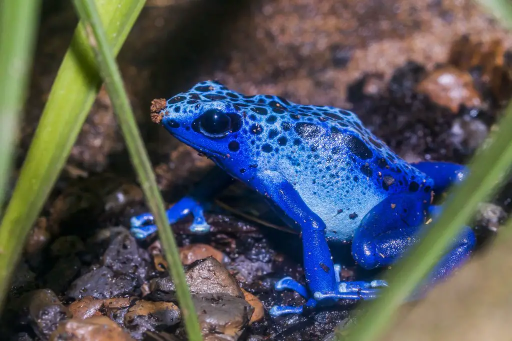a close image of a blue poison-dart frog