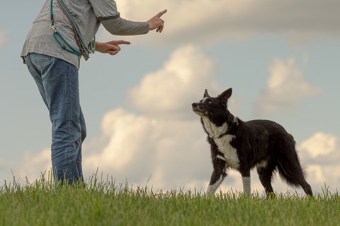 Border-collie-watching-private-trainer