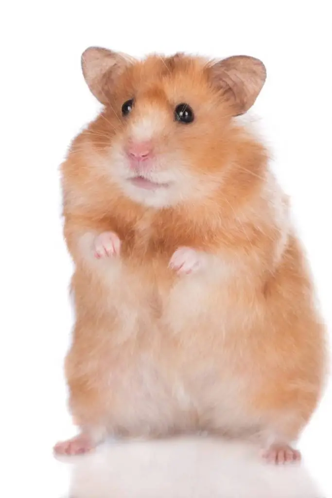 brown and white hamster sitting up