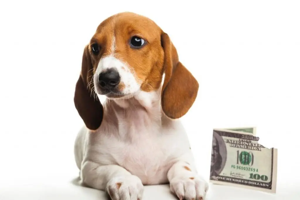 brown and white puppy with money
