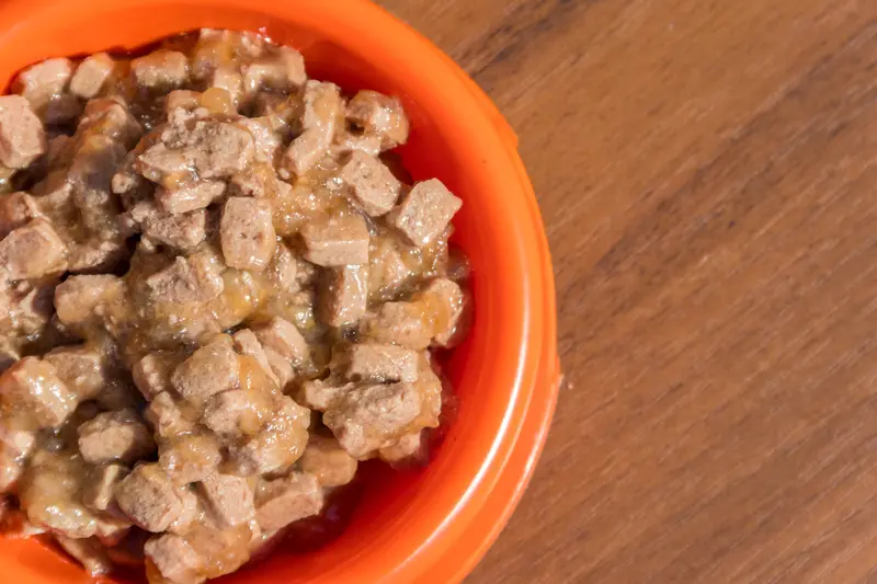 canned dog food in a bowl