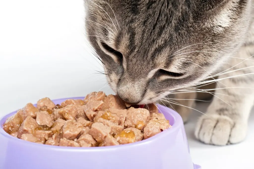 close-up of a cat eating cat food out of a bowl