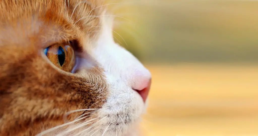 close-up of an orange and white cat while it is intently watching its prey