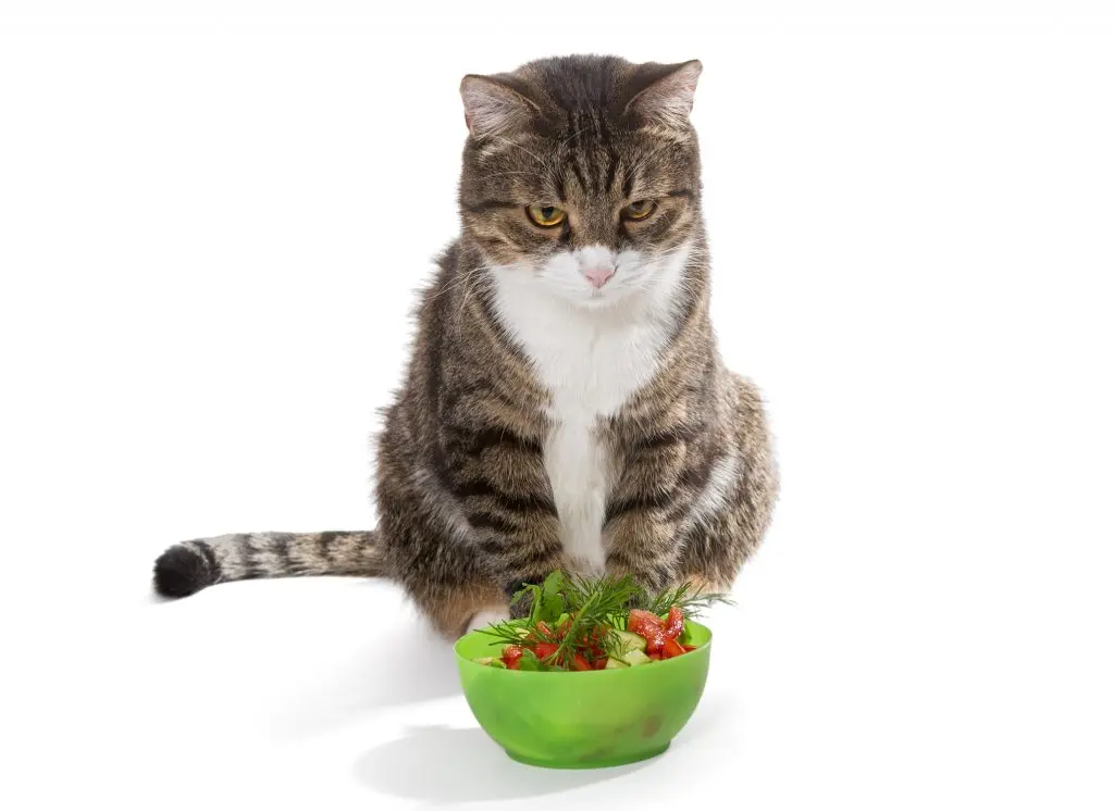 a cat staring at a salad, looking absolutely disgusted