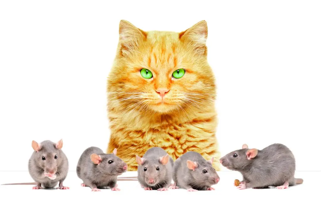 a ginger cat staring at five mice
