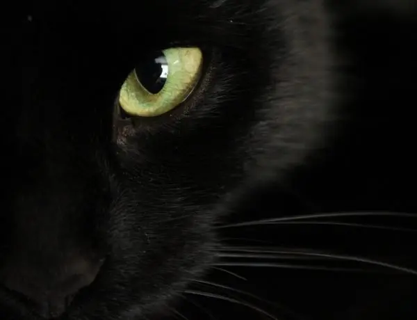 close up of a cats eye while it is stalking its prey