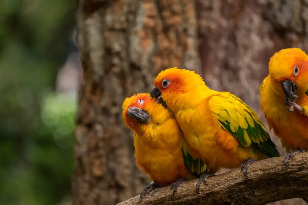 three pretty Conures perched on a treebranch