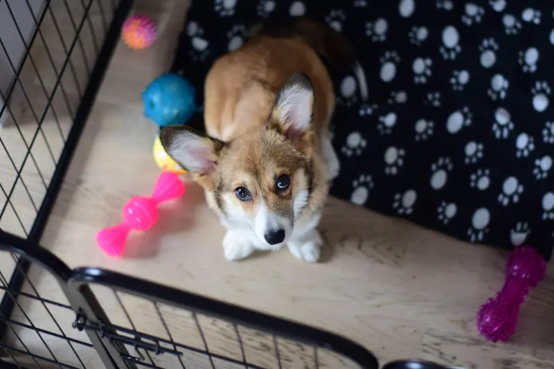 A corgi puppy locked in a pen