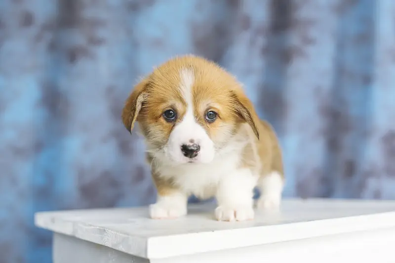 A sad corgi puppy put on a ledge for punishment