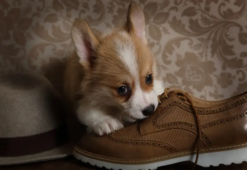 a corgi puppy chewing on a shoe
