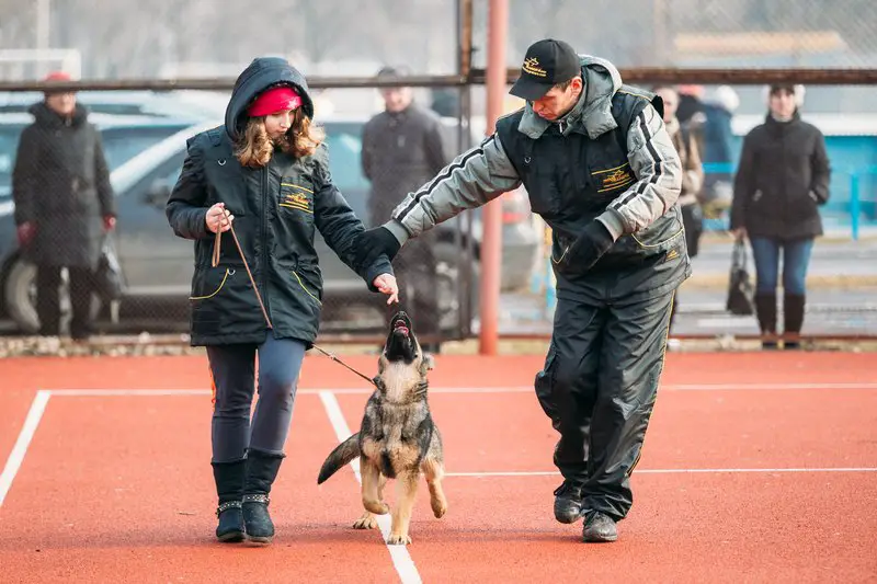 dog trainer teaching an owner and a german shepherd puppy